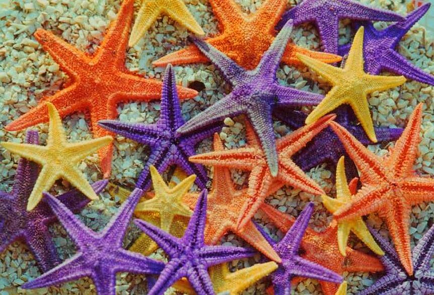 Starfish