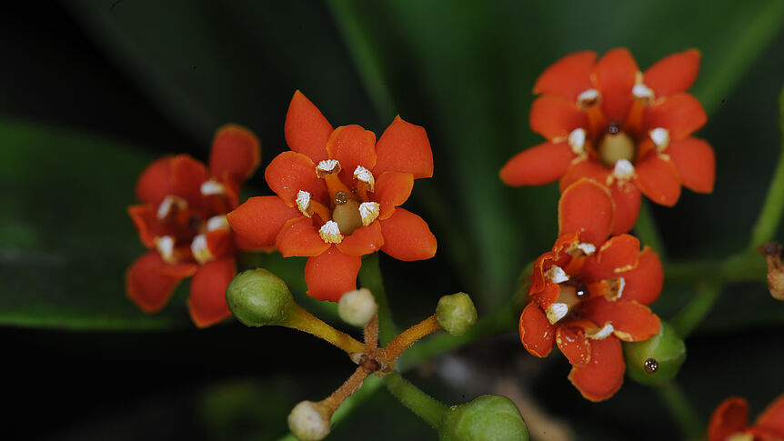 Jacquinia aurantiaca