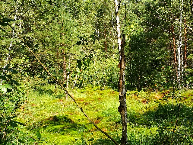 Hochmoor Schrems im Waldviertel