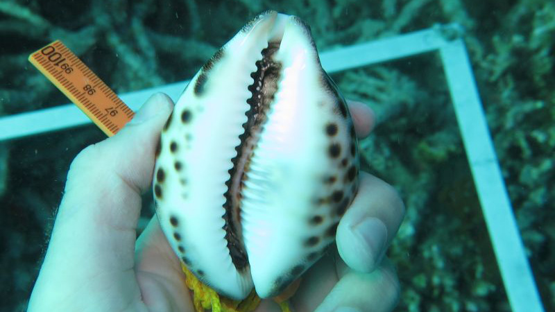 Tiger-Kauri (Cypraea tigris) 