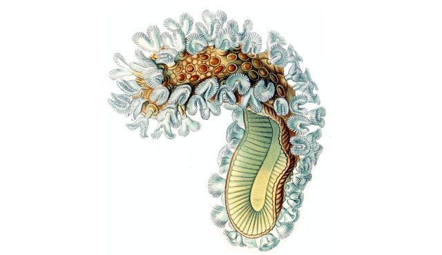 © https://commons.wikimedia.org/wiki/User:Lamiot