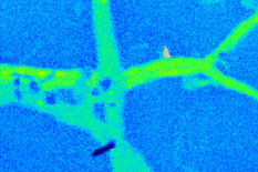 Picture from NanoSIMS analysis, blue backdrop from the 13C-labelled polymers with green fungal hyphae in front